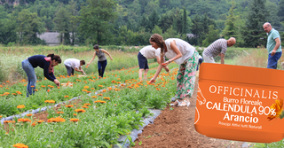 Calendula Arancio 90%: la miglior crema dopo-sole naturale e vegan