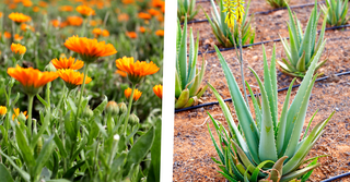 Aloe Vera o Calendula: qual è il miglior dopo-sole naturale?