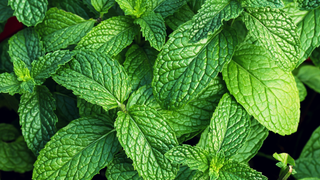 Menta: benefici per muscoli affaticati e gambe pesanti