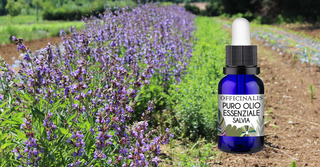 L'Olio Essenziale di Salvia: Utilizzi e Benefici nelle Preparazioni Fitoterapiche