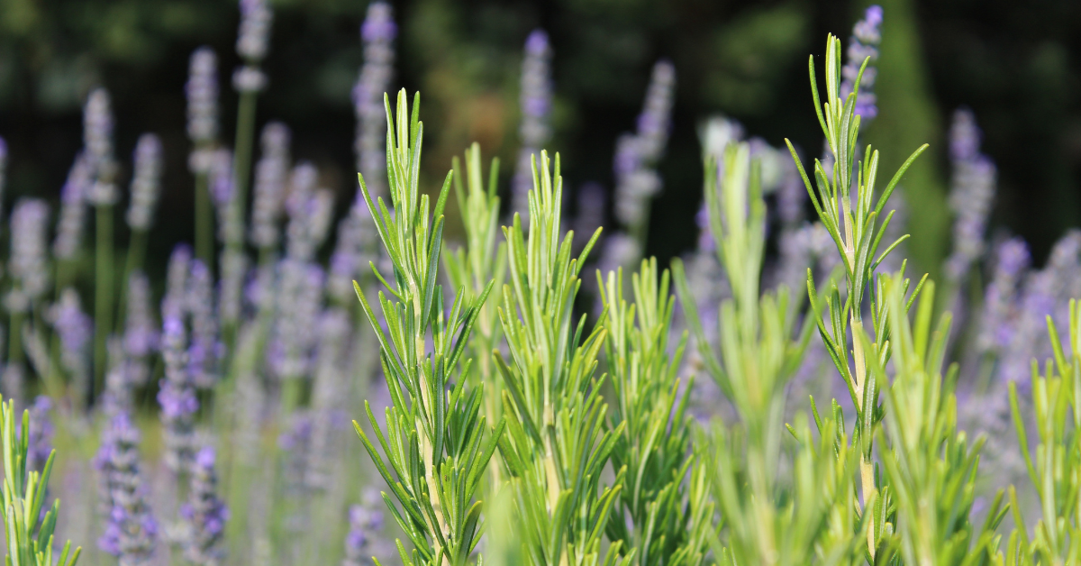 Che cos'è un fitocomplesso? – Officinalis - Prodotti naturali estratti ...