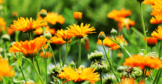 Le Proprietà Fitoterapiche della Calendula: Un Rimedio Naturale per la Pelle