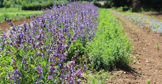 Le Proprietà Fitoterapiche della Salvia: Un Alleato Naturale per la Salute