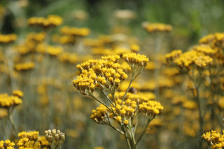 Elicriso: proprietà, benefici e perché è al centro della linea Crisos