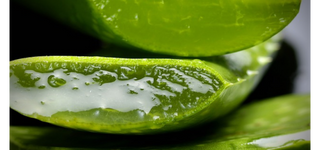 Aloe Vera nei Cosmetici Naturali: Benefici per Dermatite, Psoriasi e Pelle Screpolata