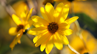 Come riconoscere un prodotto all’Arnica di qualità sul mercato