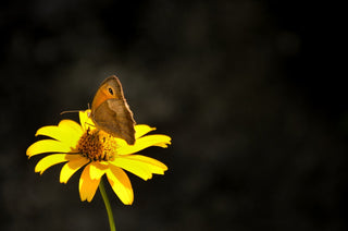 farfalla su un fiore di arnica