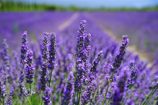 Lavanda: come usarla per rilassarsi in modo naturale