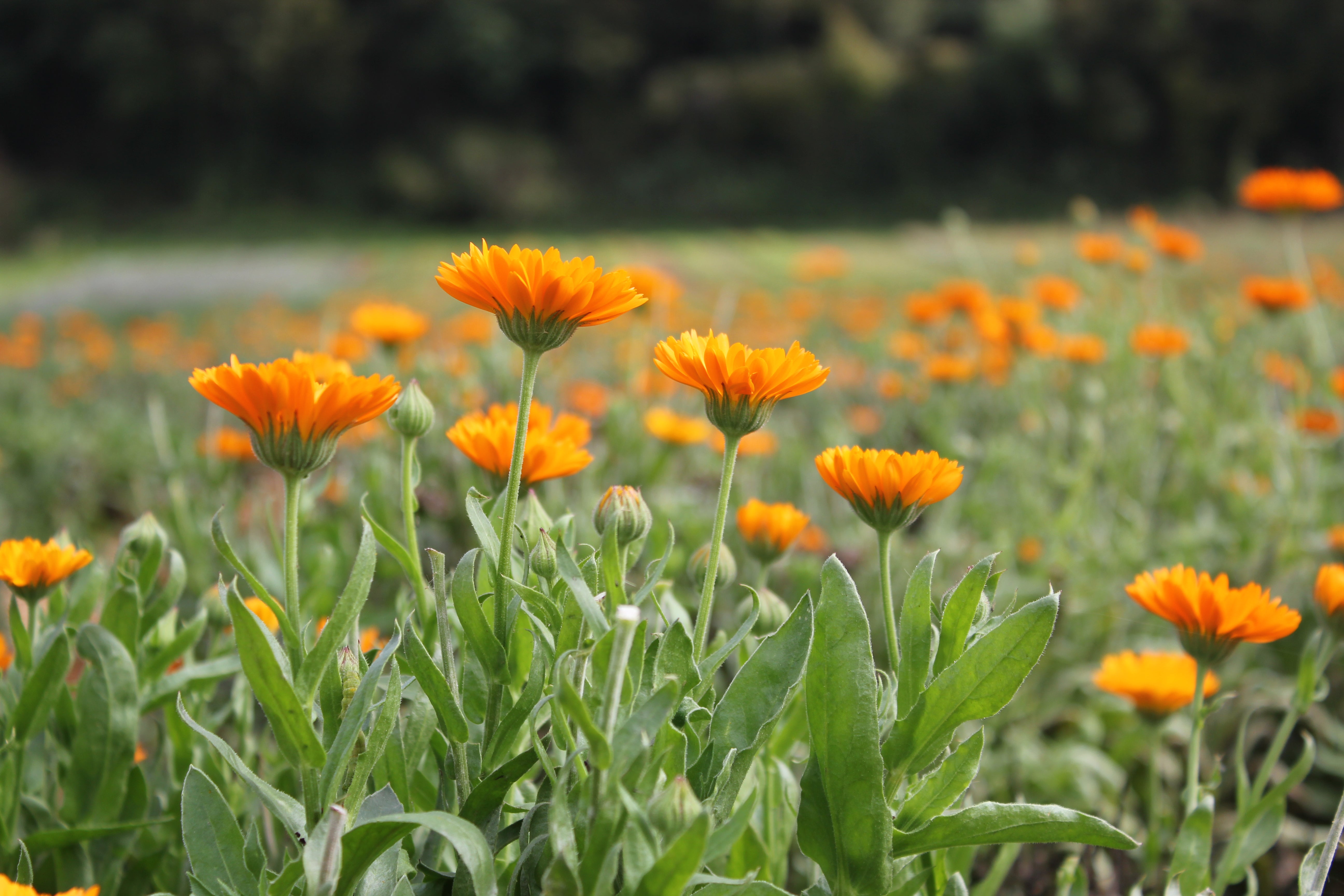 Dr Theiss Arnica Bambini Sollievo E Rinnovamento Della Pelle 100ml - Foto 10